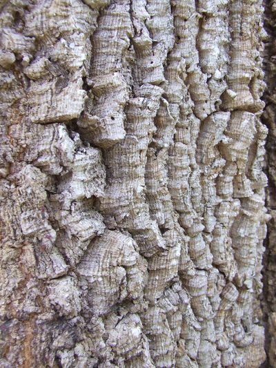 Acacia fleckeri, photographed by coenobita