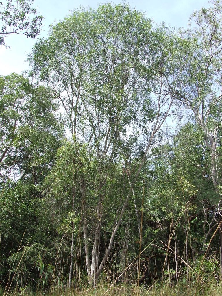 Acacia fleckeri, photographed by coenobita