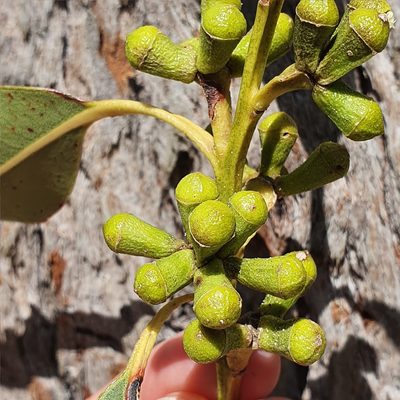 Eucalyptus botryoides, photographed by ronavery