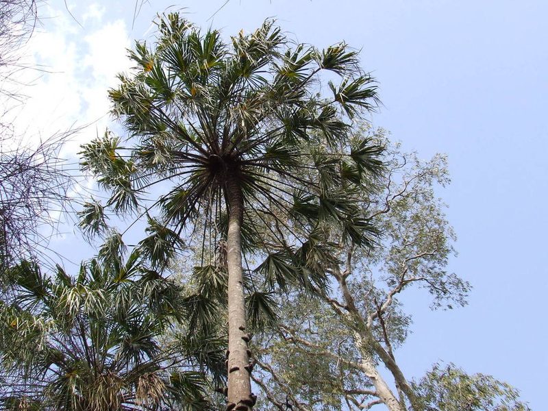 Livistona benthamii, photographed by coenobita