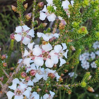 Leptospermum epacridoideum, photographed by ronavery
