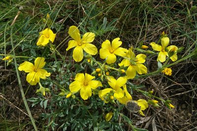 Linum czernjajevii, photographed by Kristof Zyskowski