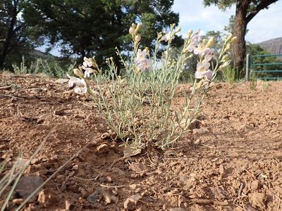 Penstemon linarioides, photographed by Matt Lavin