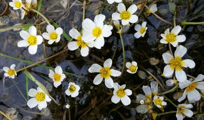 Ranunculus rionii, photographed by Kristof Zyskowski