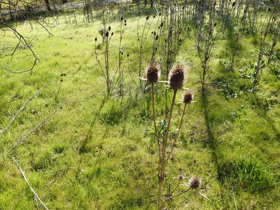Dipsacus sativus, photographed by Daniel Levitis