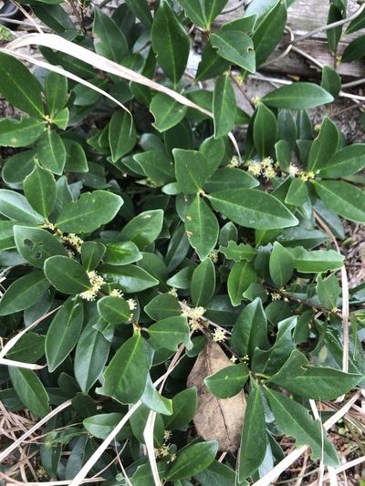 Embelia laeta, photographed by Smriti S.