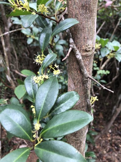 Embelia laeta, photographed by Smriti S.