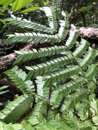 Archidendron clypearia, photographed by Smriti S.
