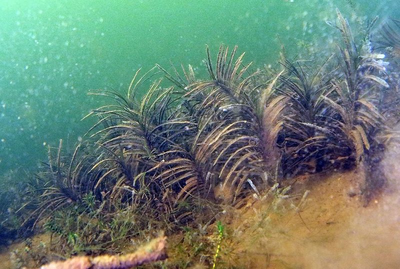 Potamogeton robbinsii, photographed by Timothy McNitt