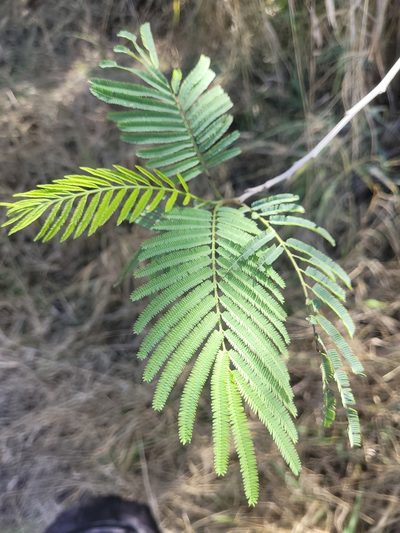 Leucaena pulverulenta, photographed by Alina Martin