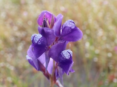 Utricularia delphinioides, photographed by luluchouette