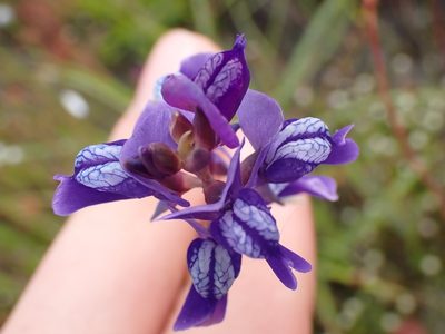 Utricularia delphinioides, photographed by luluchouette