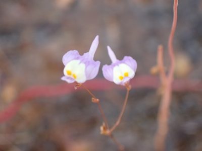 Utricularia minutissima, photographed by luluchouette