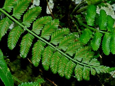 Asplenium tenerum, photographed by Jacy Chen