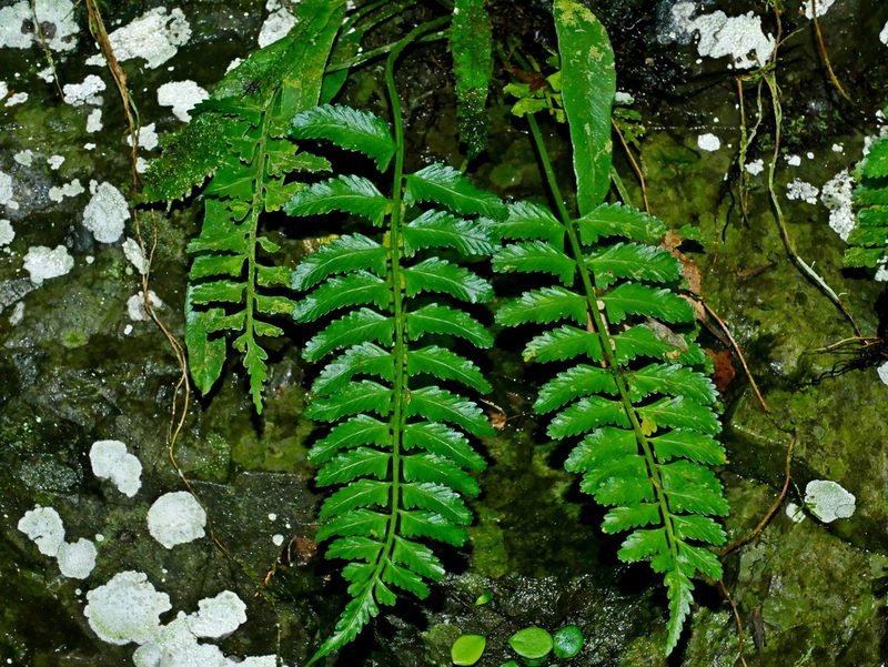 Asplenium tenerum, photographed by Jacy Chen