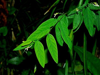 Wikstroemia mononectaria, photographed by Jacy Chen