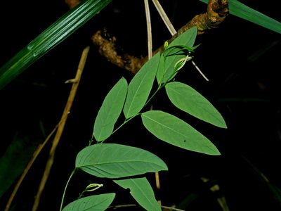 Wikstroemia mononectaria, photographed by Jacy Chen