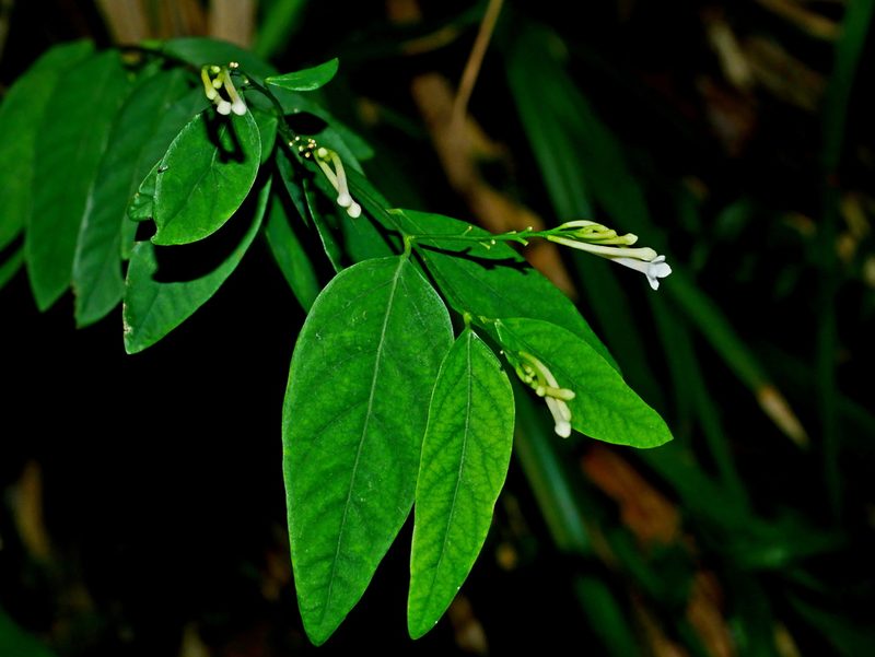 Wikstroemia mononectaria, photographed by Jacy Chen