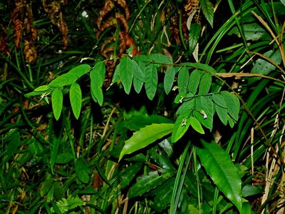 Wikstroemia mononectaria, photographed by Jacy Chen