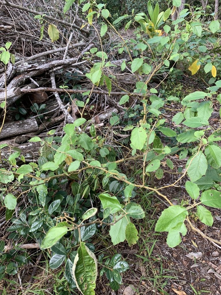 Solanum sandwicense, photographed by leahmv