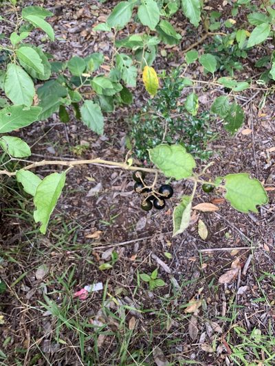Solanum sandwicense, photographed by leahmv