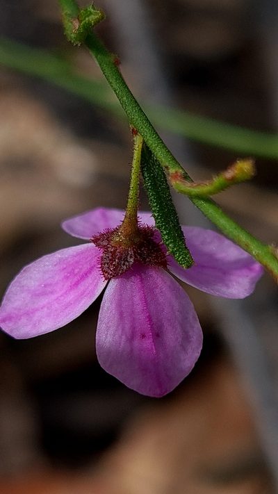 Tetratheca glandulosa, photographed by Petra Holland