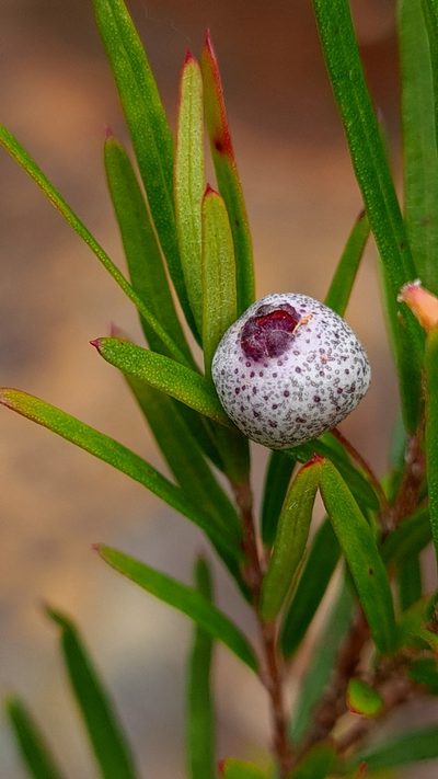 Austromyrtus tenuifolia, photographed by Petra Holland