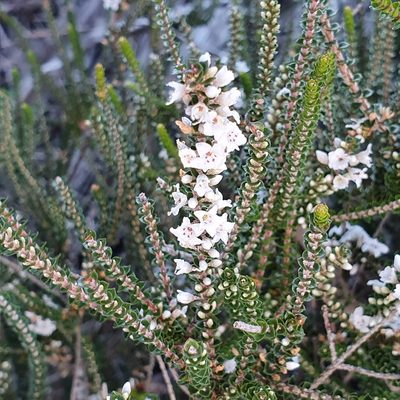 Epacris microphylla, photographed by ronavery