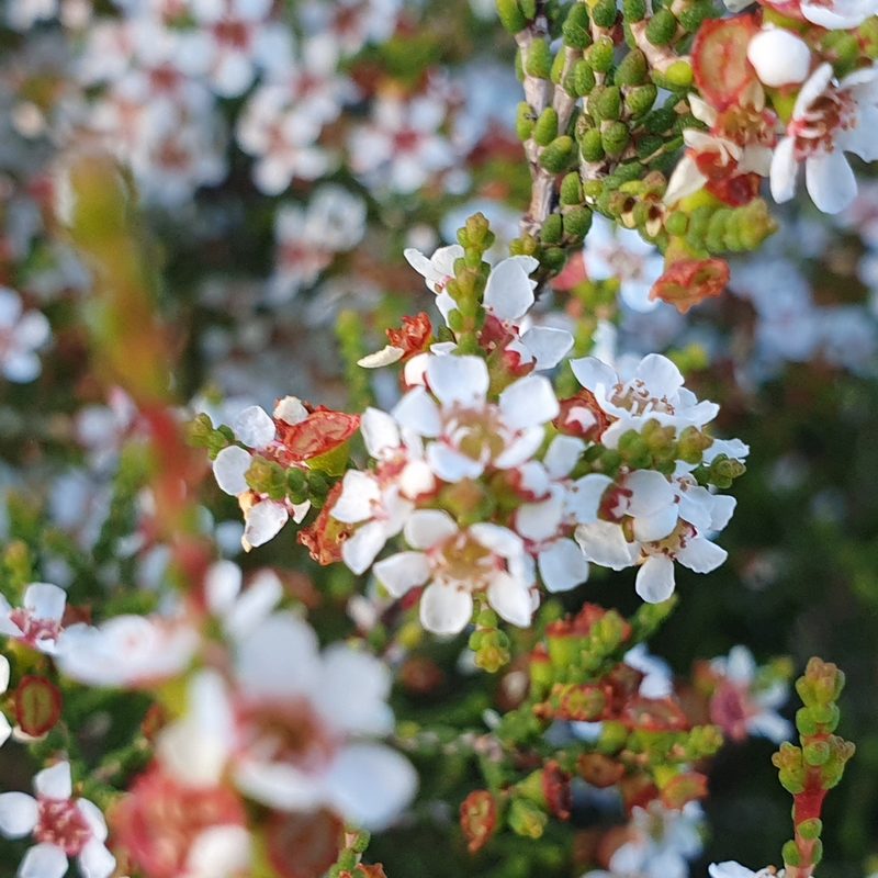Baeckea brevifolia, photographed by ronavery