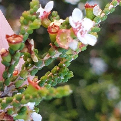 Baeckea brevifolia, photographed by ronavery