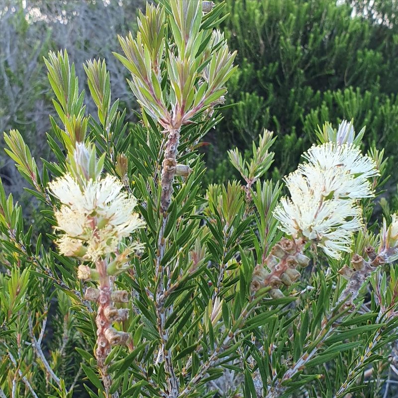 Melaleuca capitata, photographed by ronavery