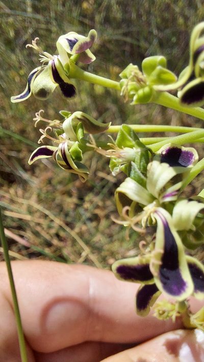 Pelargonium multiradiatum, photographed by Jacques van der Merwe