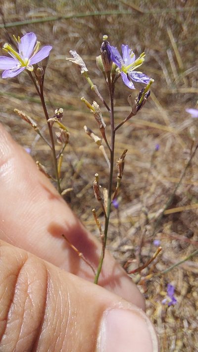 Heliophila linoides, photographed by Jacques van der Merwe