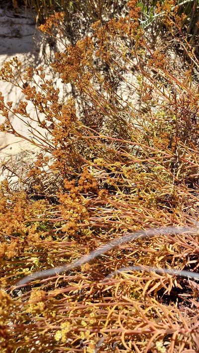 Crassula cymosa, photographed by Jacques van der Merwe
