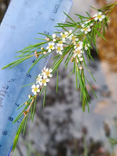Baeckea linifolia, photographed by Petra Holland