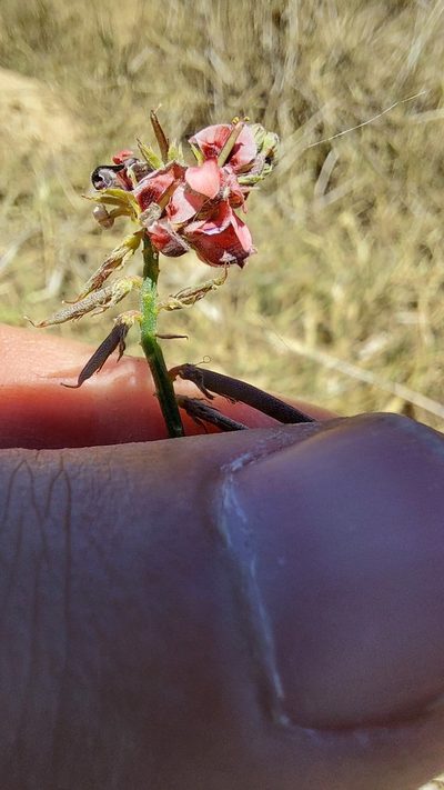 Indigofera psoraloides, photographed by Jacques van der Merwe