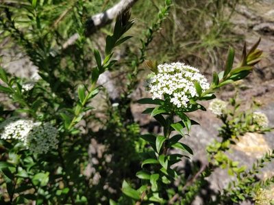 Platysace lanceolata, photographed by Will Cornwell
