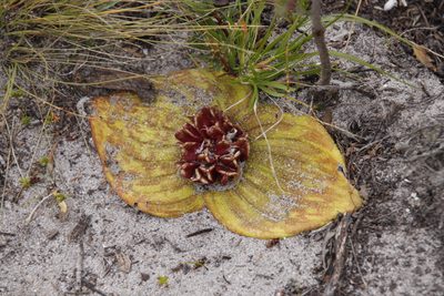 Massonia longipes, photographed by Tony Rebelo