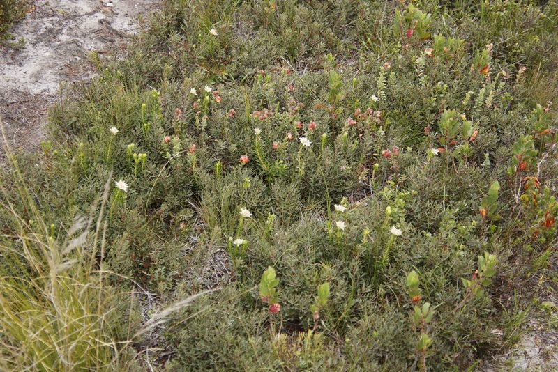 Hermannia concinnifolia, photographed by Tony Rebelo