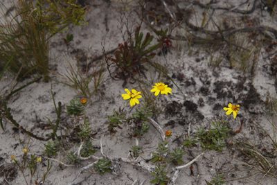Senecio arniciflorus, photographed by Tony Rebelo