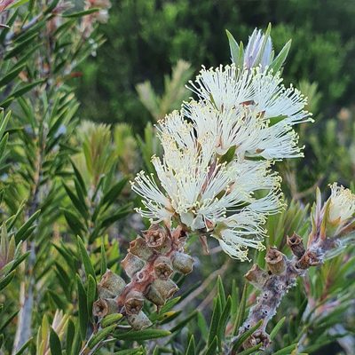 Melaleuca capitata, photographed by ronavery