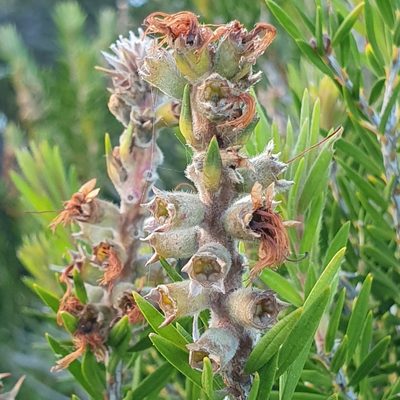 Melaleuca capitata, photographed by ronavery
