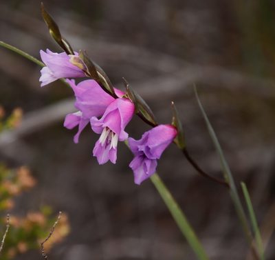 Gladiolus carinatus, photographed by Tony Rebelo