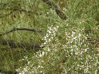 Retama monosperma, photographed by Duarte Frade