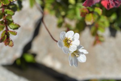 Forstera tenella, photographed by Christopher Stephens