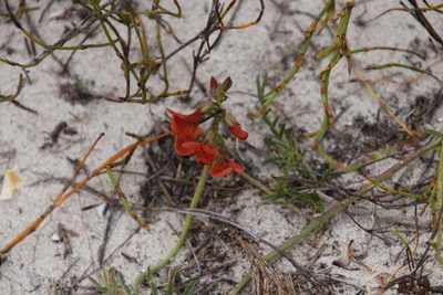 Lessertia miniata, photographed by Tony Rebelo