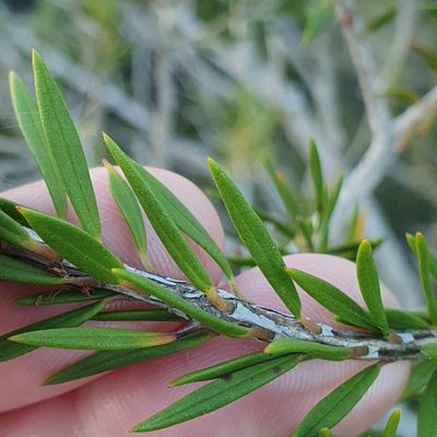 Melaleuca capitata, photographed by ronavery