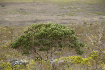 Aspalathus forbesii, photographed by Tony Rebelo