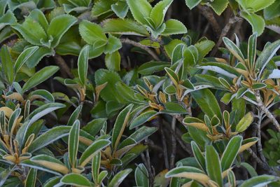 Brachyglottis elaeagnifolia, photographed by Christopher Stephens