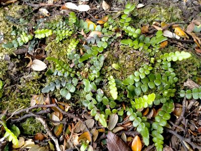 Austroblechnum banksii, photographed by John Barkla
